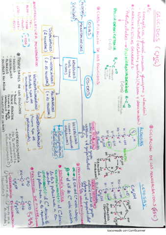 ESQUEMAS-GLUCIDOS.pdf