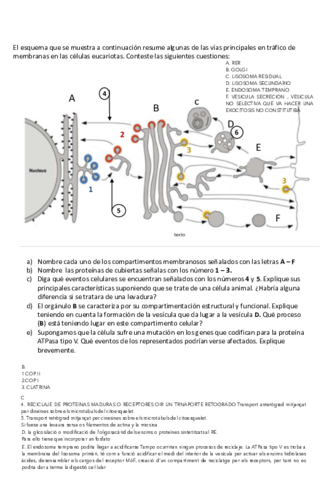 Tema-Lisosomas-EndosomasAutoevaluaciAn.pdf