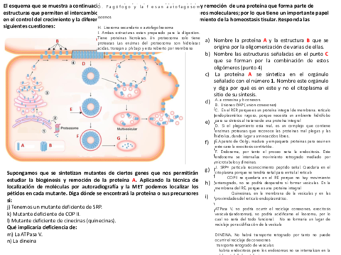 ME-RE-CG-Lisosomas-Endo.pdf