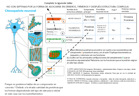 Citoesqueleto-y-mAs.pdf