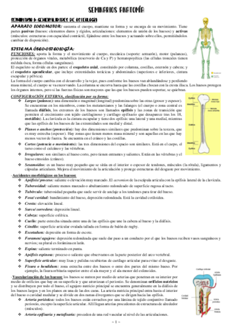Seminarios-anatomia.pdf