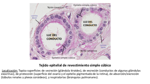 TEJIDOS-ESTUDIAR-EXAMEN.pdf