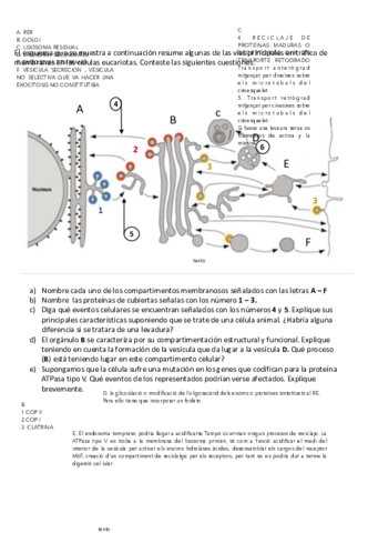 Tema-Lisosomas-EndosomasAutoevaluaciAn.pdf
