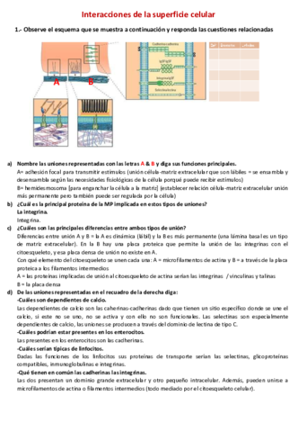 ejercicio-Matriz-extracelular-corregido.pdf
