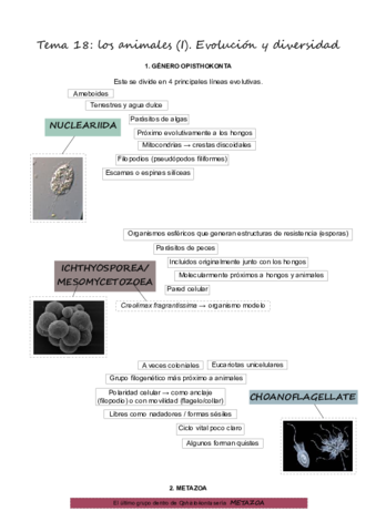 T18Animales1.pdf