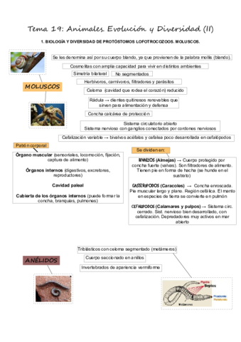 T19Animales2.pdf