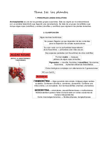 T16Plantas.pdf