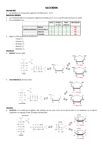 GLUCIDOS.pdf