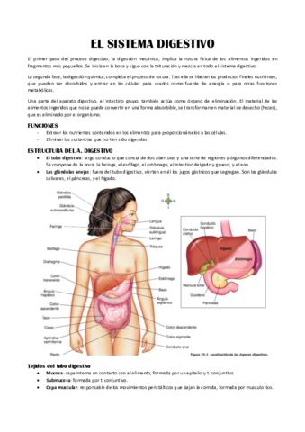 ANAT-T4.pdf