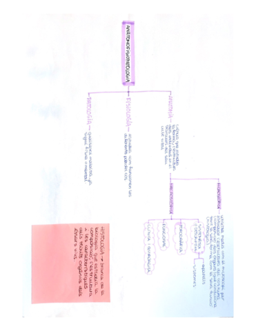 Esquemas-introduccio-al-cos-huma-.pdf