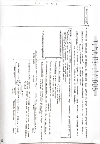 Tema-3-lipidos-.pdf
