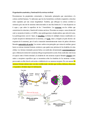 3Organizacion-anatomca-y-funcional-de-la-corteza-cerebral.pdf