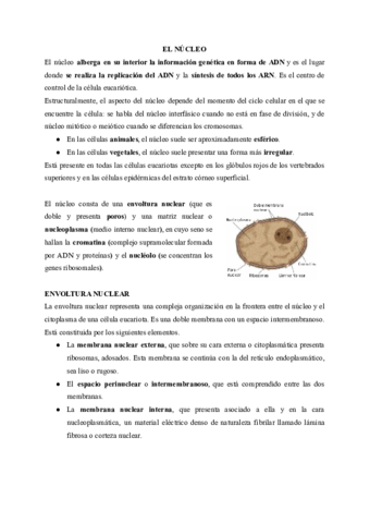 EL-NUCLEO-LA-DIVISION-CELULAR-Y-MUTACIONES.pdf