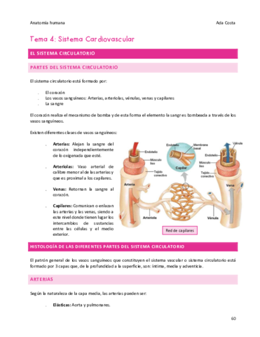 Anatomia-Tema-4.pdf