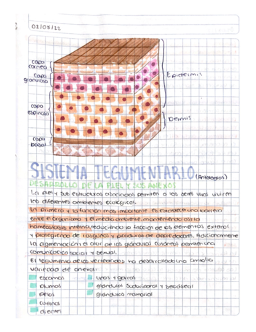 Anatomia-1-Vet-Sistema-Tegumentario.pdf