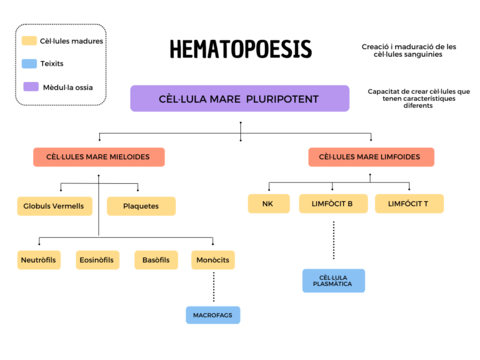 Hematopoesis.png