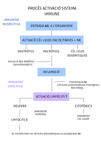 Proces-activacio-sistema-immune-.pdf