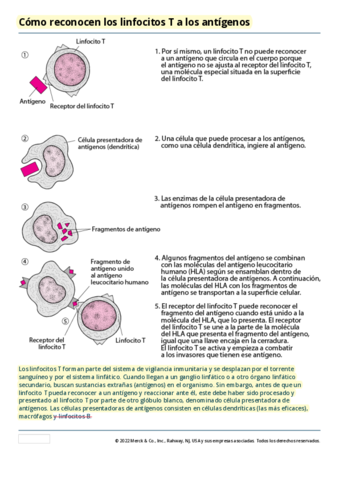Limfocitos-T-y-antigenos-.pdf
