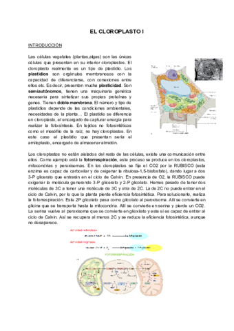 T4-EL-CLOROPLASTO-I.pdf