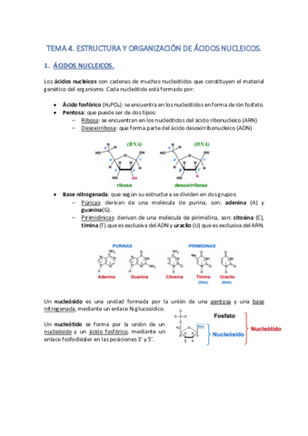 Tema-4-Estructura-y-organizacion-de-acidos-nucleicos.pdf
