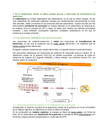 Bio-apuntes-t10-catabolismo-celular.pdf
