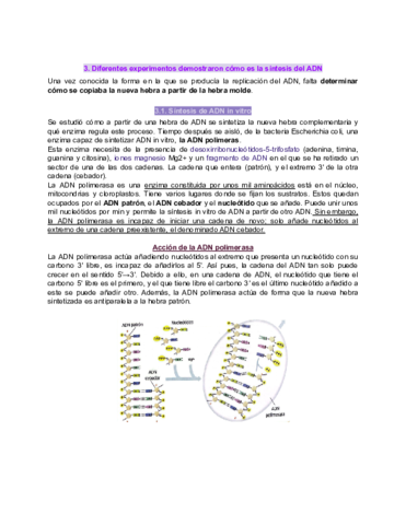 Bio-apuntes-t14-sintesis-ADN-y-duplicacion-del-ADNtranscripccion-y-traduccion.pdf