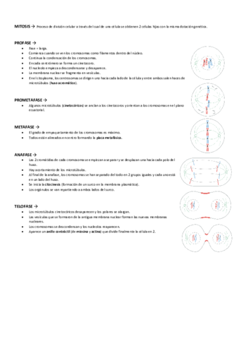 MITOSIS-Y-MEIOSIS.pdf