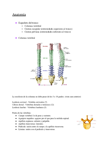 Columna-vertebral-1.pdf