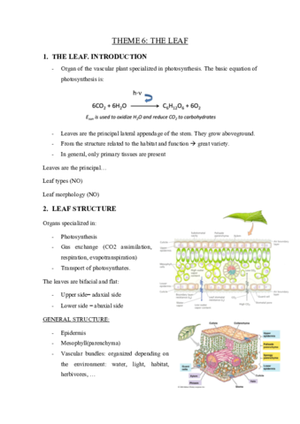THEME-6-the-leaf.pdf