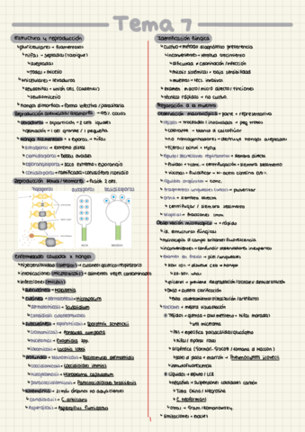 esquema-Tema-7.pdf