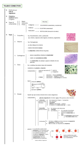 Esquema-Tejido-conectivo.pdf