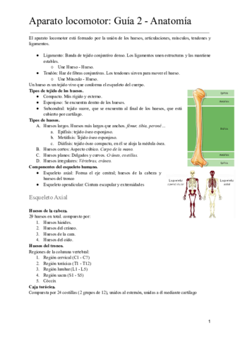 Aparato-locomotor.pdf