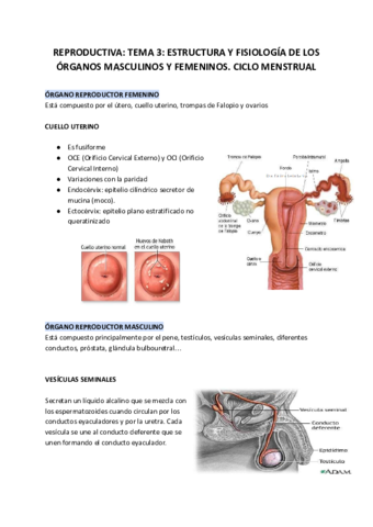 REPRODUCTIVA-TEMA-3-ESTRUCTURA-Y-FISIOLOGIA-DE-LOS-ORGANOS-MASCULINOS-Y-FEMENINOS.pdf