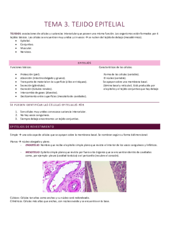Tejido epitelial