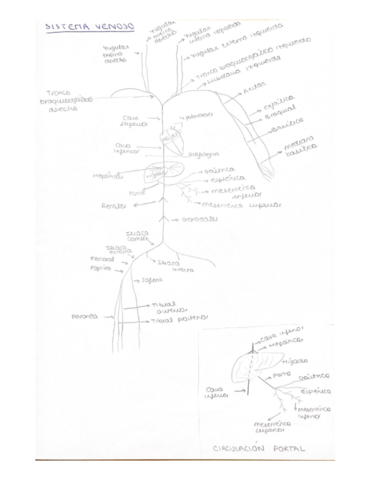 Anatomia-Parcial-3.pdf