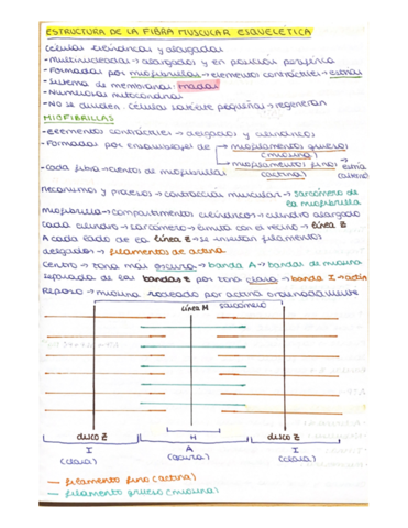 Anatomia-Parcial-2.pdf