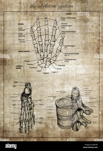 el-esqueleto-humano-sistema-parte-del-cuerpo-jem7pp.jpg