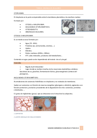 Tema8ApuntesSanOrganulosCelulares.pdf
