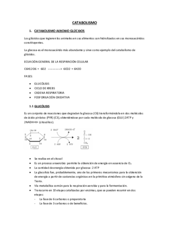 Tema13ApuntesSanCatabolismo.pdf