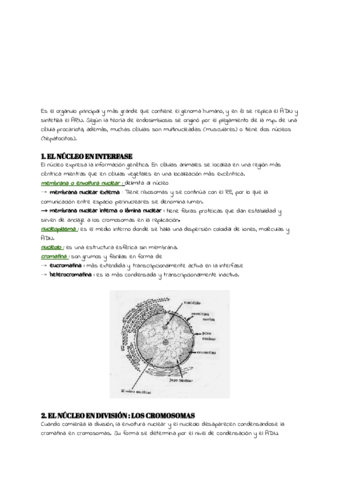 TEMA-7.pdf