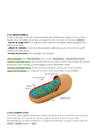 TEMA-6.pdf