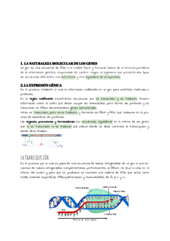 TEMA-11.pdf