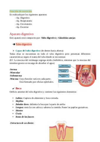 Aparato-digestivo-Anatomia.pdf