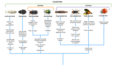 Zoologia-Esquema-Coleoptera.pdf