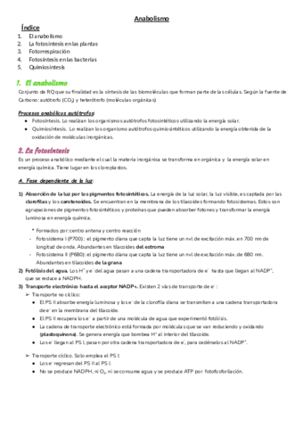 T11-Anabolismo.pdf