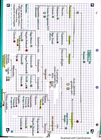 Tabla-de-identificacion-bacteriana.pdf