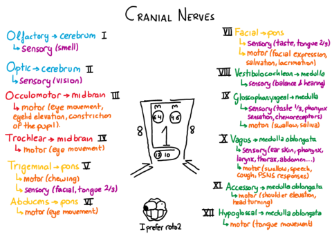 Physiology-cranial-nerves.pdf