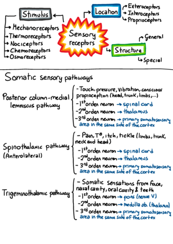 Sensory-receptors-and-pathways.pdf
