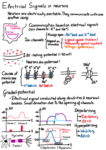 Electrical-signals-in-neurons.pdf
