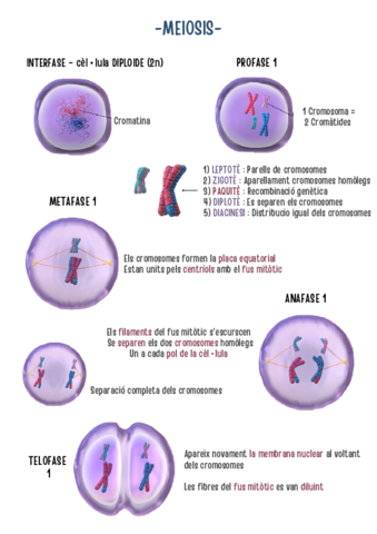 MEIOSIS.pdf